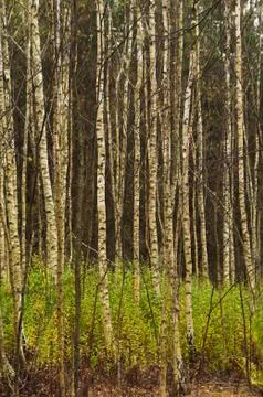 Birch trees Stock Photos