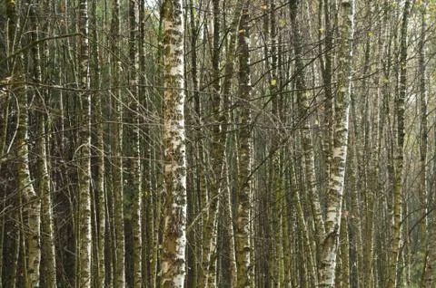 Birch trees Foto stock