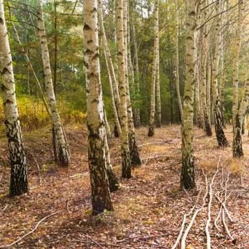 Birch trees Фото