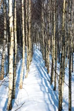 Birch trees Foto stock