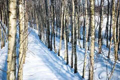Birch trees Stock Photos