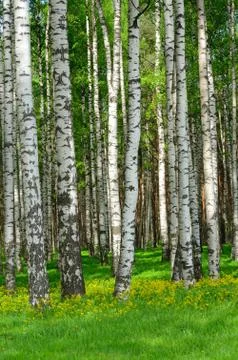 Birch trees Stock Photos
