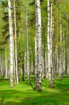 Birch trees Stock Photos