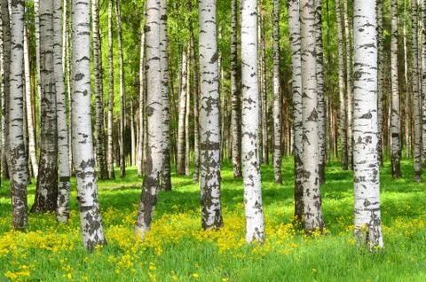 Birch trees Stock Photos