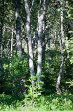 Birch trees Stock Photos