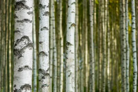 Birch trees Stock Photos