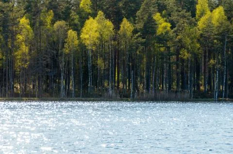 Birch trees. Stock Photos