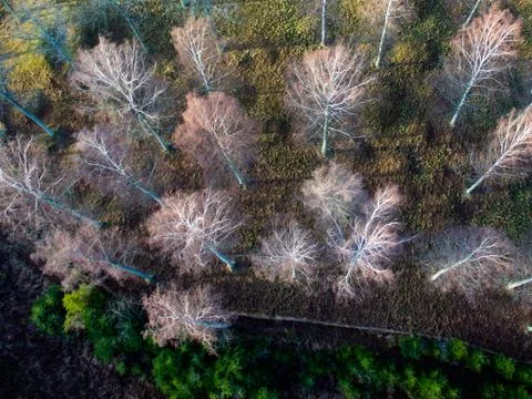 Birch trees Stock Photos