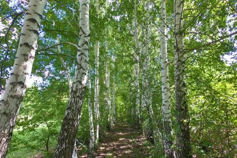 Birch trees Stock Photos