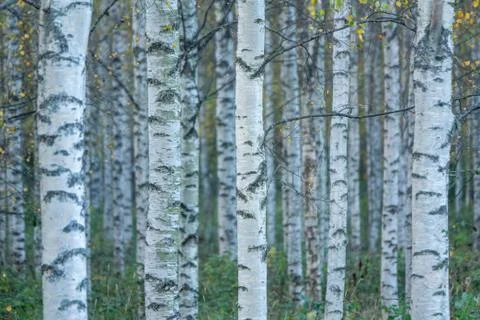 Birch trees Stock Photos