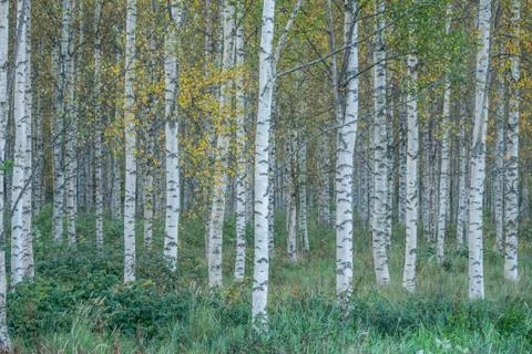Birch trees Stock Photos