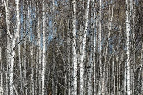 Birch trees Stock Photos