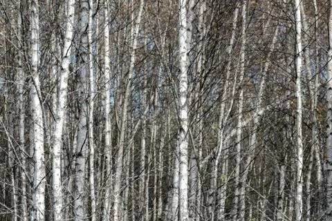 Birch trees Stock Photos