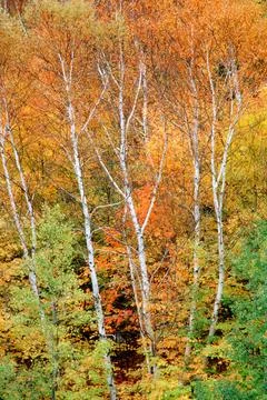 Birch Trees Stock Photos