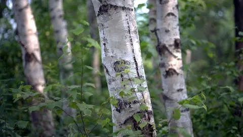 Birch trees Stock Photos