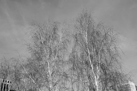 Birch trees Stock Photos