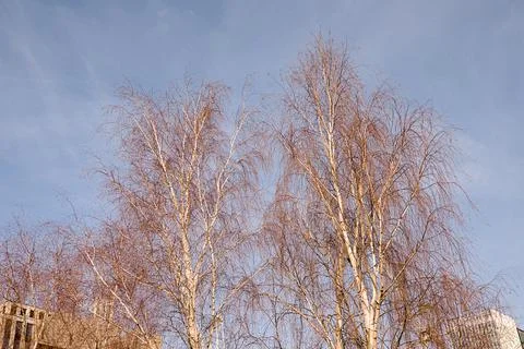 Birch trees Stock Photos