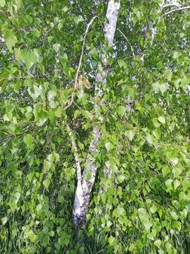 Birch trees Stockfoto's