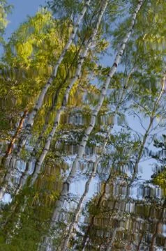Birch trees in a puddle Stock Photos