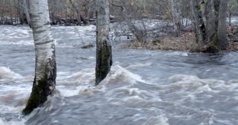 Birch trees in quite heavy stream in northern Sweden 스톡 동영상 163219876