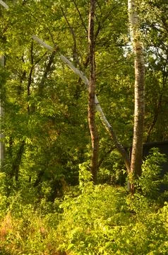 Birch trees in the rays of golden sun in a summer forest Stock Photos