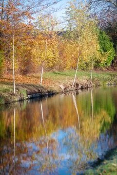 Birch trees with reflection Stock Photos