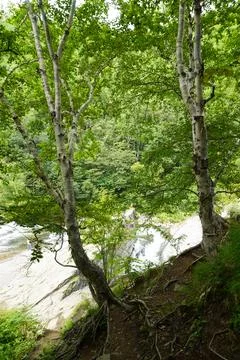 Birch trees on river cliff in forest. Stock Photos