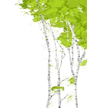Birch trees romantic vector template on white background 스톡 일러스트