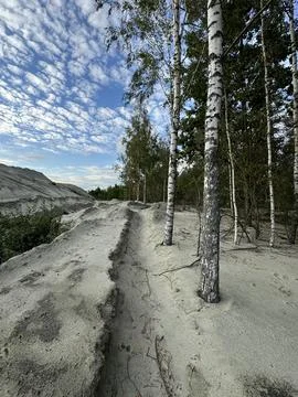 Birch trees on a rugged sandy terrain under a vast sky Stock Photos