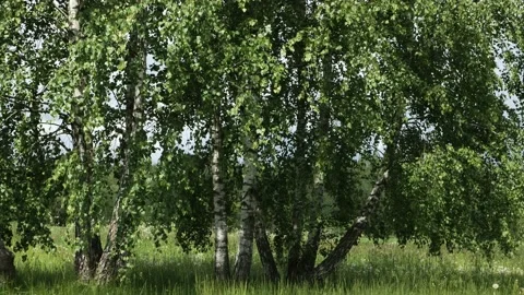 Birch trees rustling in the wind, wind, you can hear birds singing Stock Footage 155063916