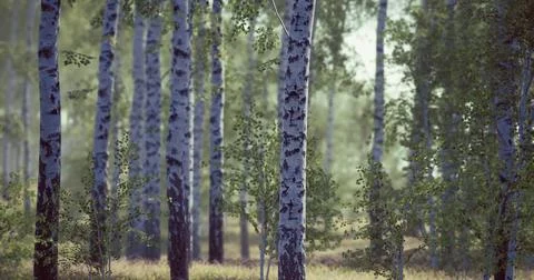 Birch trees in a serene forest setting during the early morning light Stock Illustration