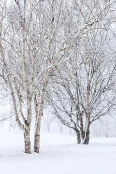Birch trees in snow Foto stock