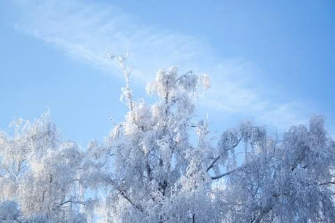 Birch trees at snow Stock Photos