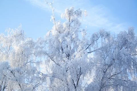 Birch trees at snow Stock Photos