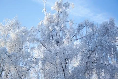 Birch trees at snow Stock Photos