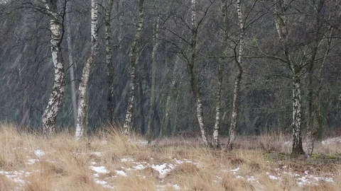 Birch trees in snowfall which gets heavier Video stock 79831151