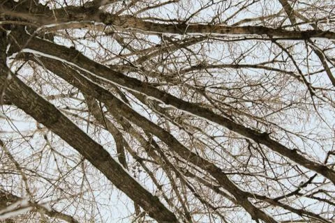 Birch trees in a snowy forest in black and white. Stock Photos