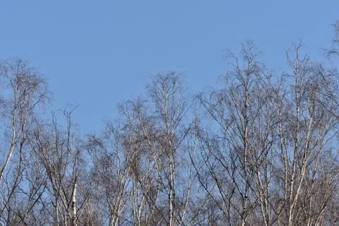 Birch trees in the spring forest against the blue sky Stock Photos