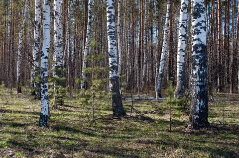 Birch trees in spring forest Stock Photos