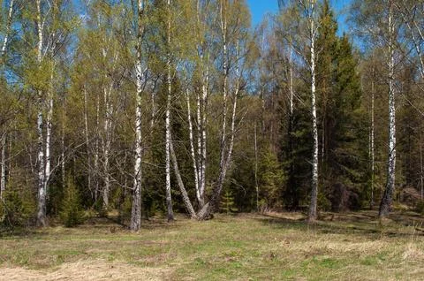 Birch trees in spring forest Stock Photos