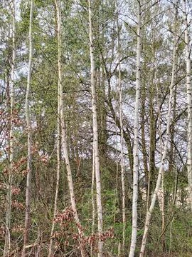Birch trees in a spring forest. Stock Photos