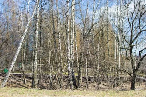 Birch trees in a spring park.  Stock Photos