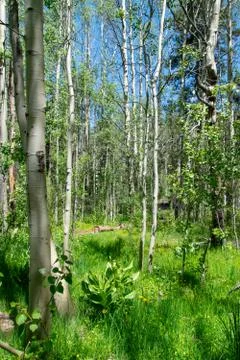 Birch trees in the spring Stock Photos