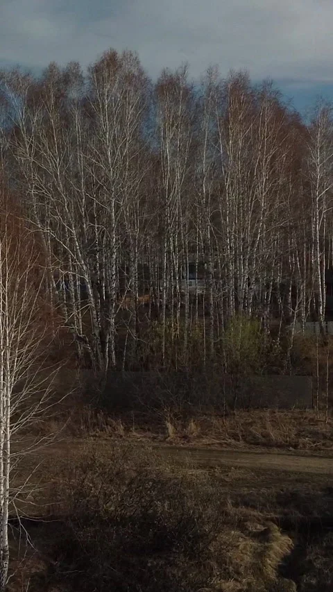 Birch trees stand tall, bare branches reaching skyward Stock-Footage 347499099