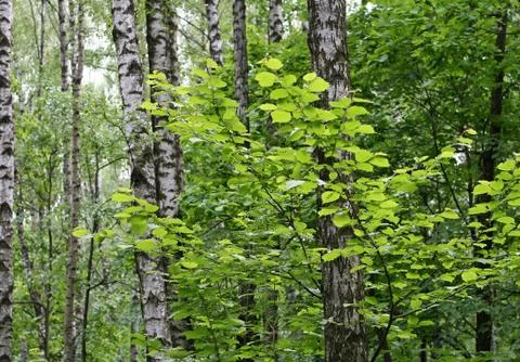 Birch trees in a summer forest Stock Photos