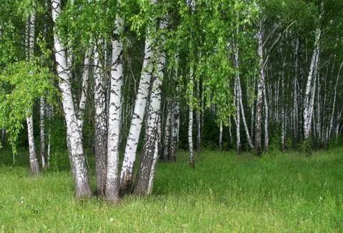 Birch trees in a summer forest Stock Photos