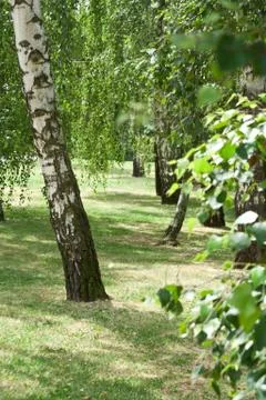 Birch trees in a summer forest under bridht sun Stock Photos