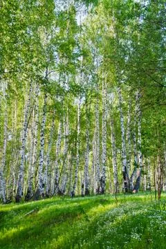 Birch trees in summer Stock Photos