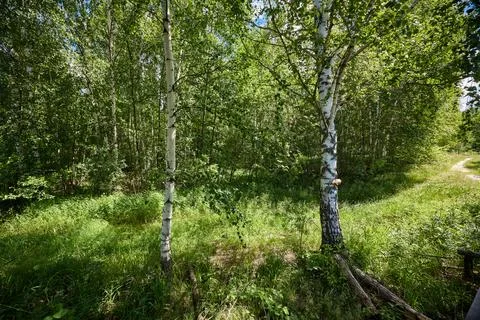 Birch trees in summer Stock Photos