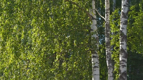 Birch trees in the sun background in 4k Stock Footage 119409069